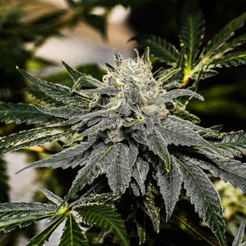 Photo of Citrus Slurp Seedless