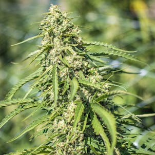 Photo of XJ13 3.5 gram Pre Roll five pack