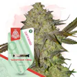 Product image for Watermelon Candy Feminized by Zamnesia Seeds