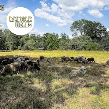 Photo of Strawnana Frosting Live Resin Infused Pre-Roll (4-Pack)