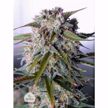 Photo of Tangie'Matic