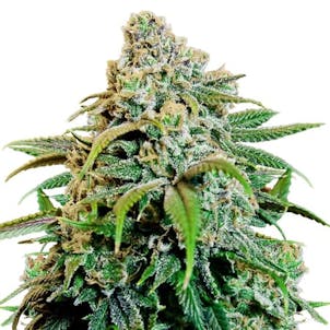 Photo of Happy Haze Feminized