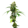 Product image for White Widow Fem