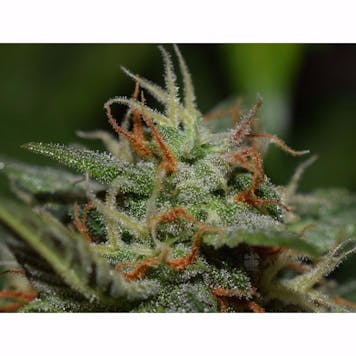 Photo of Californian Snow