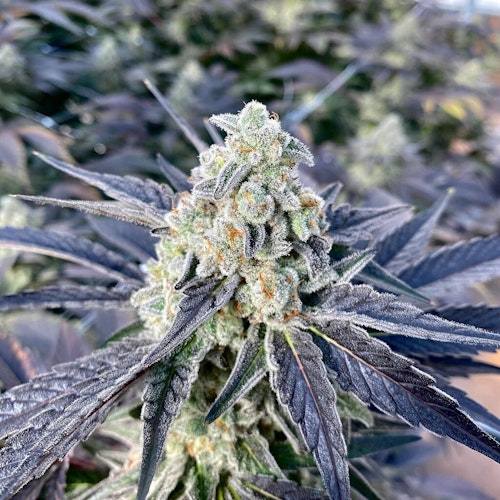 Premium Seed Market Willies Kush Cake (feminized) Leafly