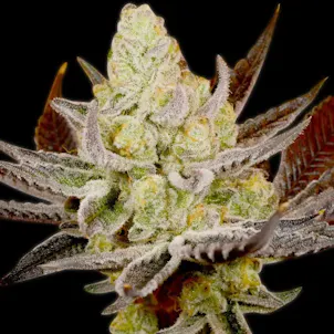 Photo of Platinum Kush Autoflower