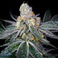 Candyland Feminized Seeds