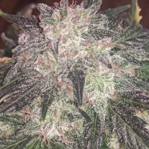 Photo of BUBBA KUSH SEEDS