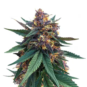 Photo of Purple Kush Feminized Seeds