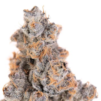 Photo of Gary Payton