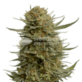 Berner's Cookies Feminized Seeds