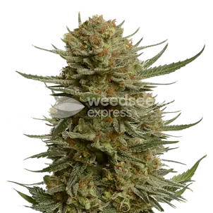 Photo of Berner's Cookies Feminized Seeds