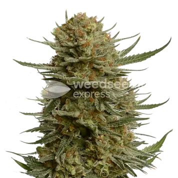Photo of Berner's Cookies Feminized Seeds