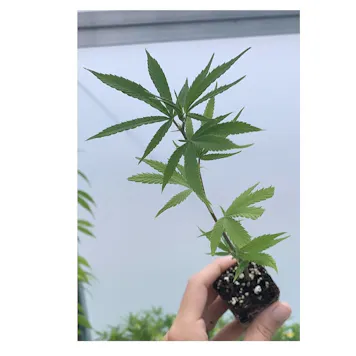 Photo of Quick Kush CBD Clones