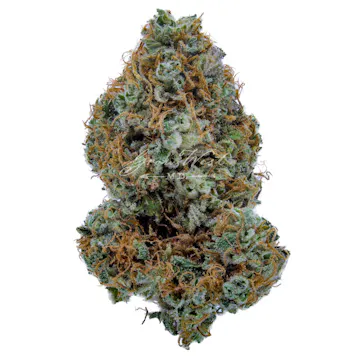 Photo of Cambodian Thai x BOEL Skunk Trimmed | Gold