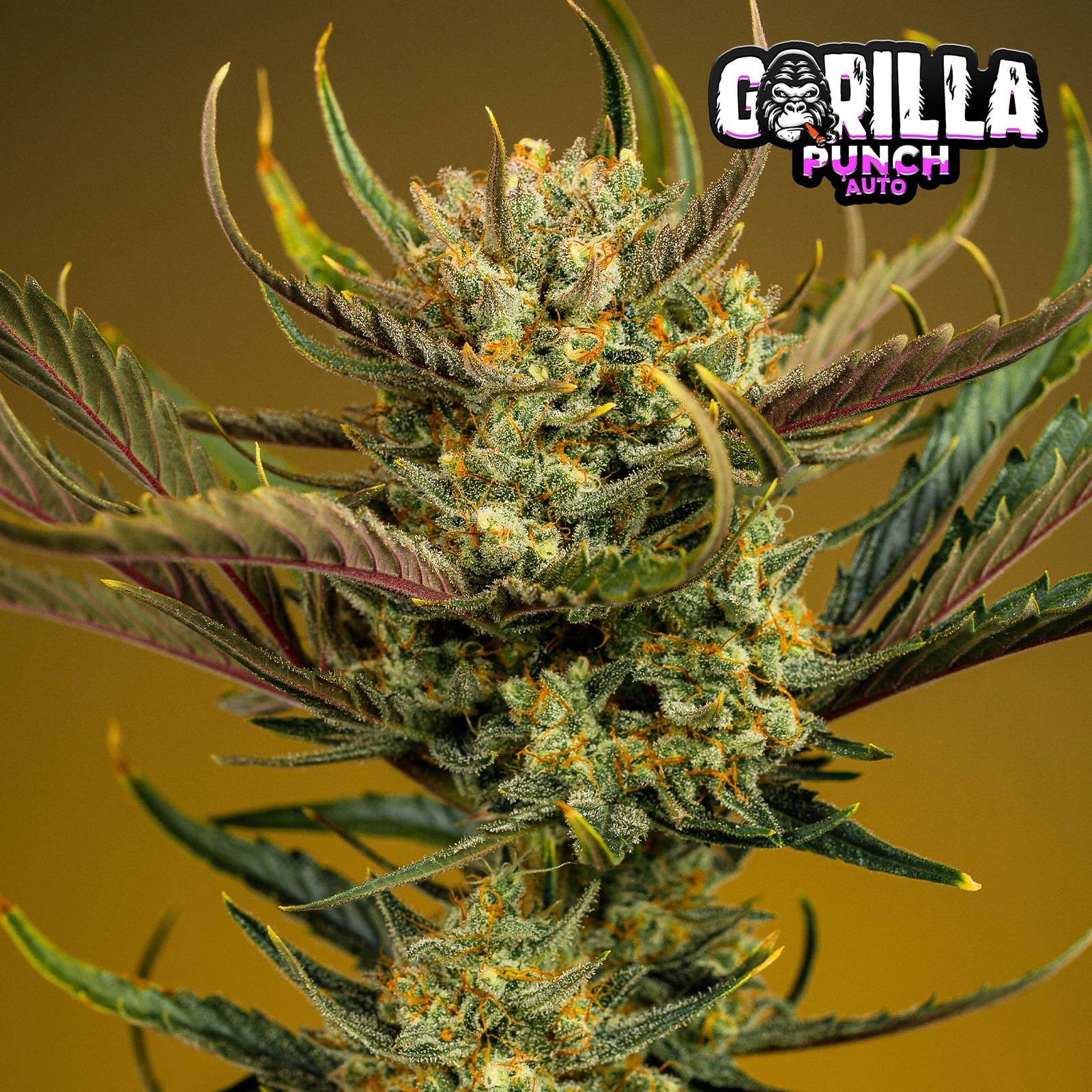 Fast Buds Autoflowering Cannabis Seeds: Gorilla Punch Auto | Fast Buds ...