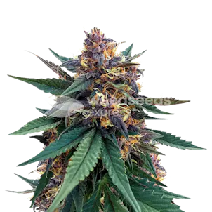 Photo of Purple Kush Autoflower Seeds