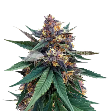 Photo of Purple Kush Autoflower Seeds