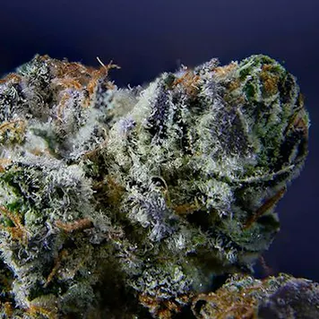 Photo of Narvona Black | Red Runtz Prerolls