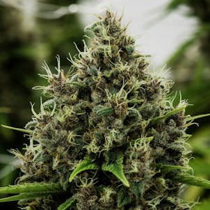 Photo of Astral Works