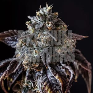 Photo of Cherry Runtz