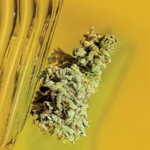 Photo of Gorilla Glue