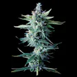 Product image for Miss DNA Autoflower Cannabis Seeds