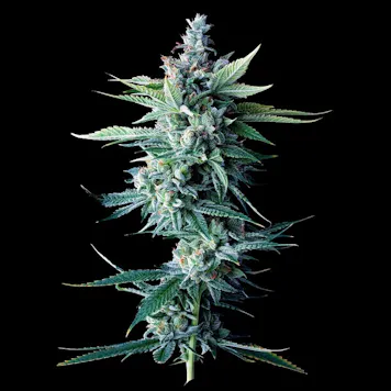 Photo of Miss DNA Autoflower Cannabis Seeds