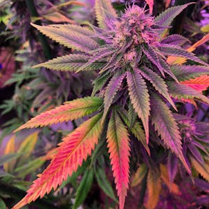 Product image for Pre98 Bubba Kush