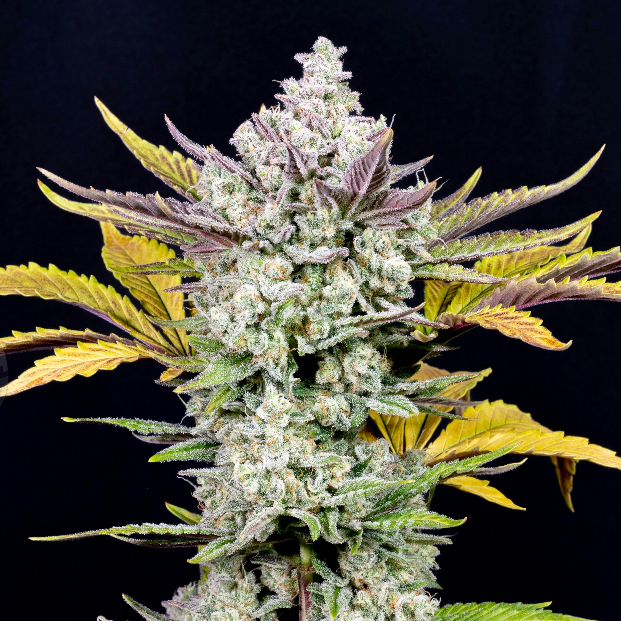 Fast Buds Autoflowering Cannabis Seeds: Gorilla Cookies Auto | Fast ...