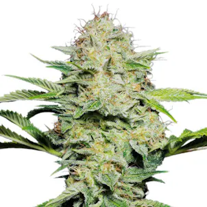 Photo of Kashmir Kush Seeds
