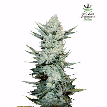 Photo of Tangie'Matic