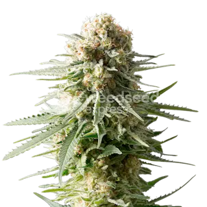 Photo of AK-48 Autoflower Seeds
