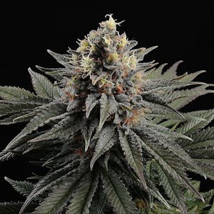 Photo of Sativa Dream