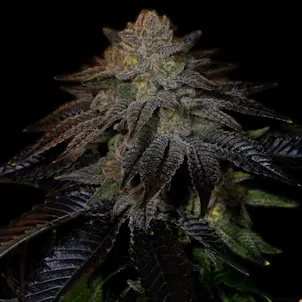 Photo of Do-Si-Dos Autoflower