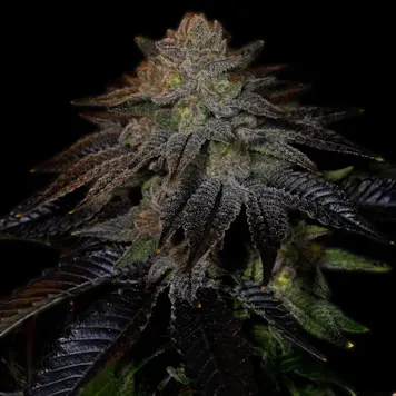 Photo of Do-Si-Dos Autoflower