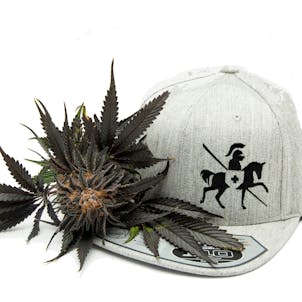 Photo of Black Cobra