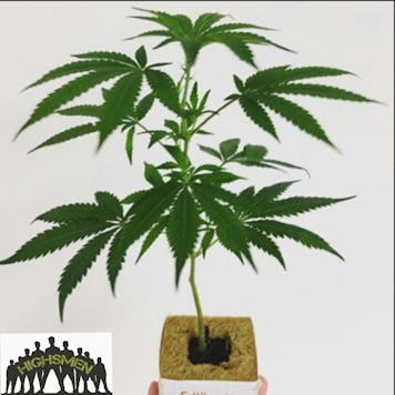 Photo of JACK BURTON | fortune cookies x thai cookies