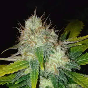 Photo of Bubblegummer