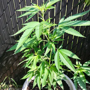 Photo of Big Bud Organic Fertilizer