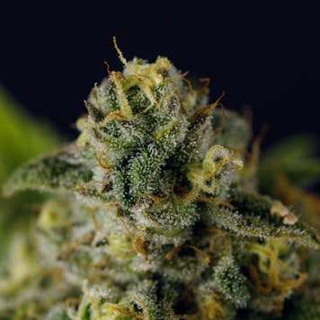 Photo of Vision Qwest a.k.a Strawberry Cough