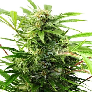 Photo of Limoncello Kush CBD Feminized