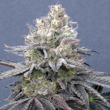 Photo of Cherry Sudz