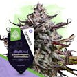 Product image for Black Orchid Automatic by Zamnesia Seeds
