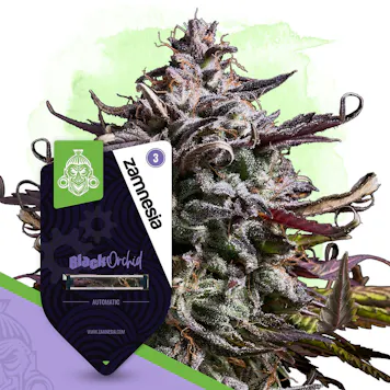 Photo of Black Orchid Automatic by Zamnesia Seeds