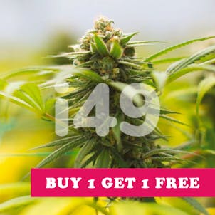 Photo of Blue Dream Fem