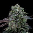 Product image for Blulato FloraCal Indica Premium Flower (3.5g)