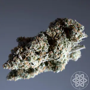 Photo of Night Terror OG