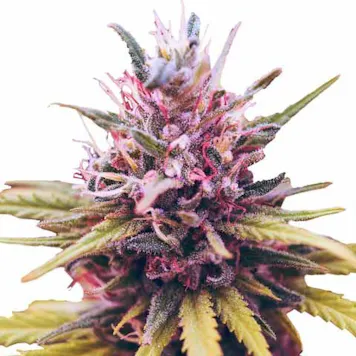 Photo of Zkittlez Feminized