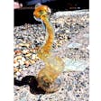 Product image for Gold Fumed Bubbler